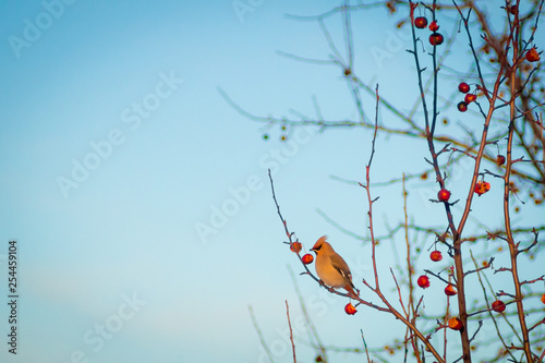 Schilderij op canvas hungry wild bird waxwing on a tree in spring forest