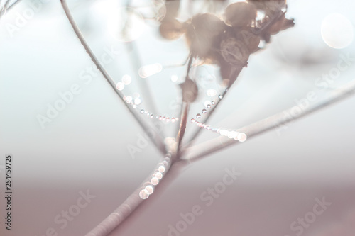 Close-up of abstract drops on a spider web with variable focus and blurred background in the rays of the rising sun. Blur and soft focus. photo