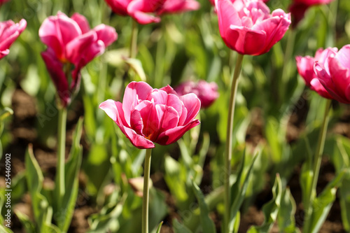 Fresh pink tulip flowers in the garden