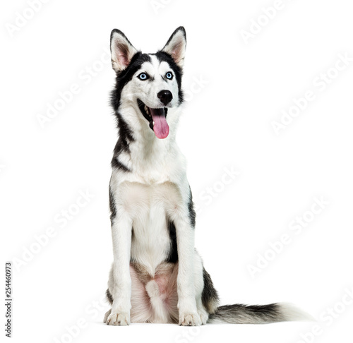 Siberian Husky  6 months old  sitting in front of white backgrou