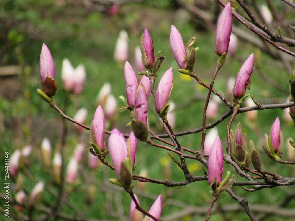 magnolia tree in blossom