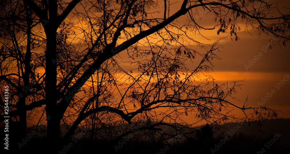 Tree in sunset Tree in sunset