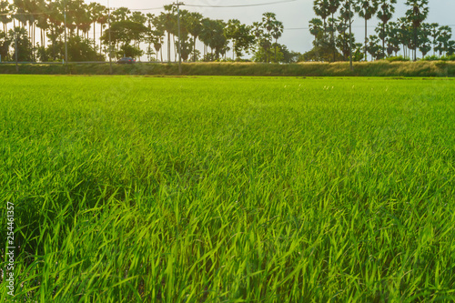 Beautiful landscape of green rice farm at sunset