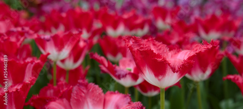 Close-up of closely bundled white-pink tulips. Easter background.