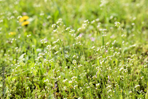 Small white flowers with green grass