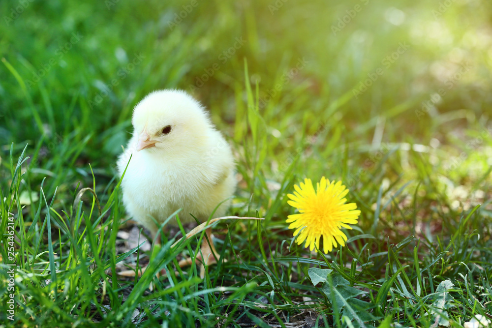 Little chick with yellow flower on green grass