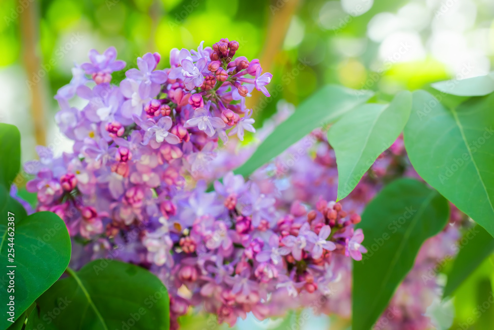 Branch of blossoming lilac on a sunny day close up Branch of blossoming lilac on a sunny day close up