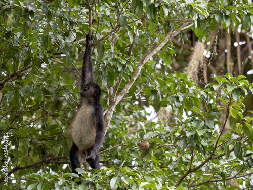 Spider Monkey, Ateles geoffroyi, chooses only ripe fruits in the rainforest, Guatemala