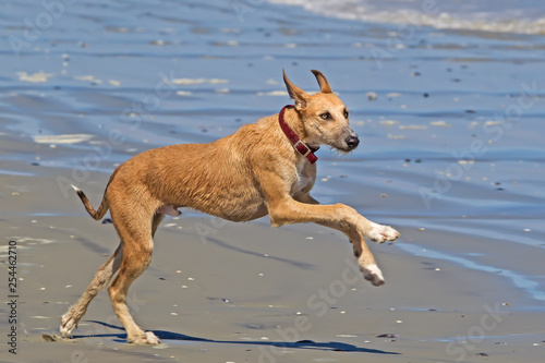 Large crossbreed dog playing on beach