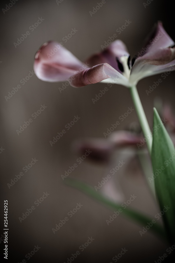 Obraz premium Trauer , Traurigkeit - Verwelkende Tulpe 