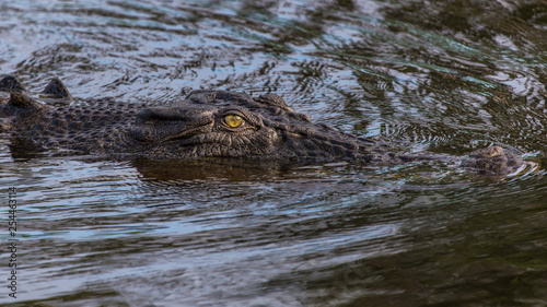 marine crocodile in Kakadu National Park, Australia