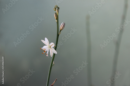 Flor