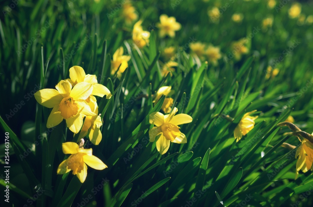 Obraz premium Flowers.