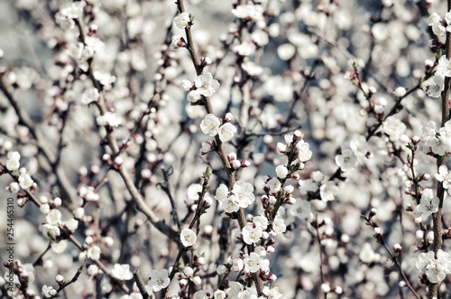 White flowers at the blossom tree © Dmitro