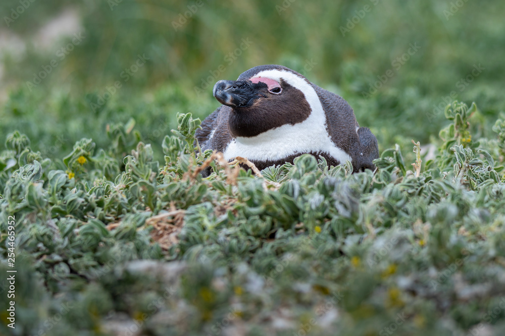 Fototapeta premium South Africa Penguins in the Boulders Beach Nature Reserve. Cape Town, South Africa