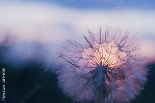 dandelion at sunset . Freedom to Wish. Dandelion silhouette fluffy flower on sunset sky