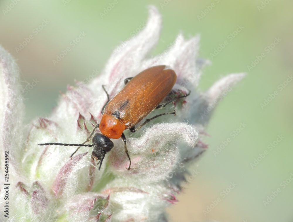 Obraz premium beetle in flower