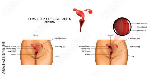 female reproductive organs photo