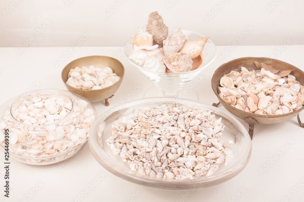 sea shells on a vase