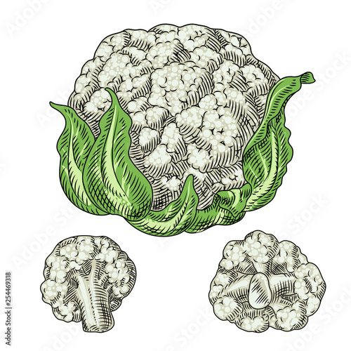 Useful vegetables. Cauliflower on a white background. Detailed drawing by hand.