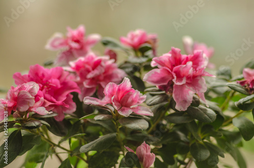 pink azalea. flower in a pot