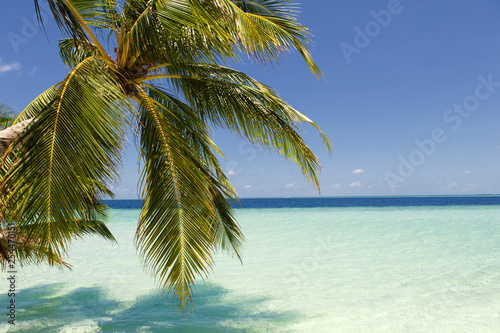 Fototapeta Naklejka Na Ścianę i Meble -  palm tree on the beach