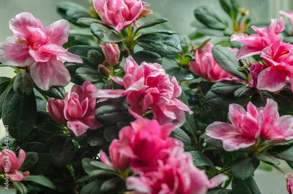 pink azalea. flower in a pot pink azalea. flower in a pot