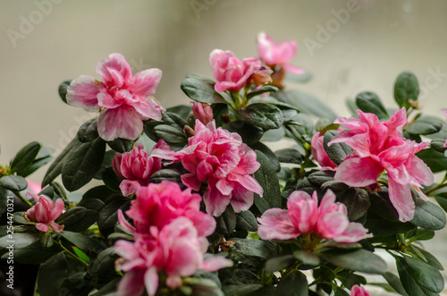 pink azalea. flower in a pot