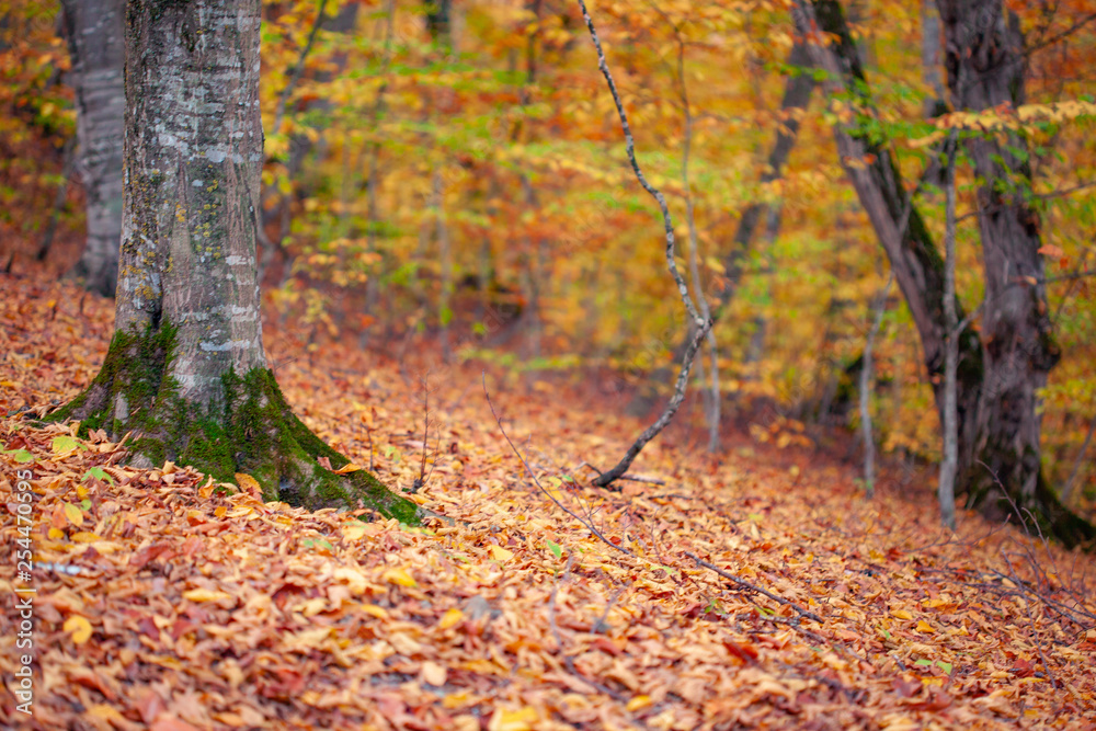 Fototapeta premium forest tree in the autumn