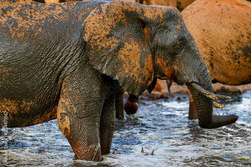 Canvas Print elephant