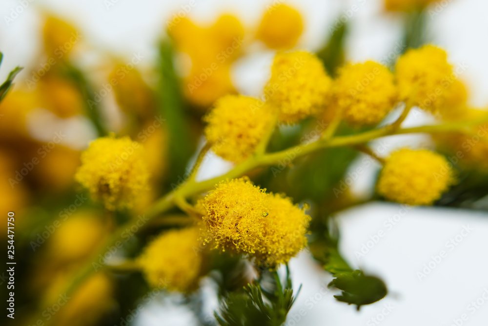 yellow mimosa close up. selective focus yellow mimosa close up. selective focus