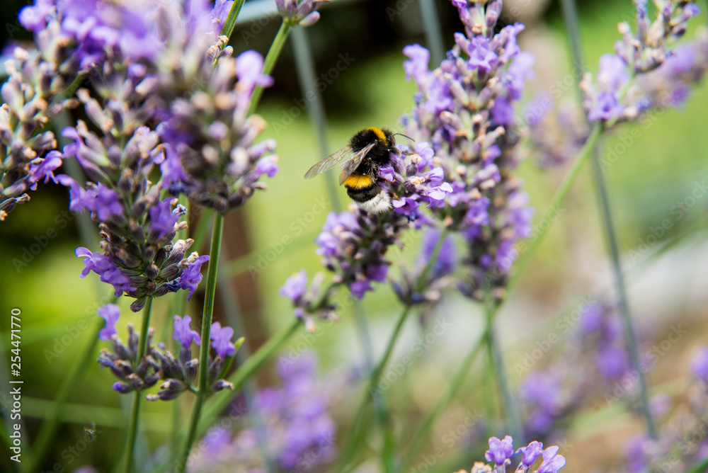 A bumblebee between many lavender blossoms A bumblebee between many lavender blossoms