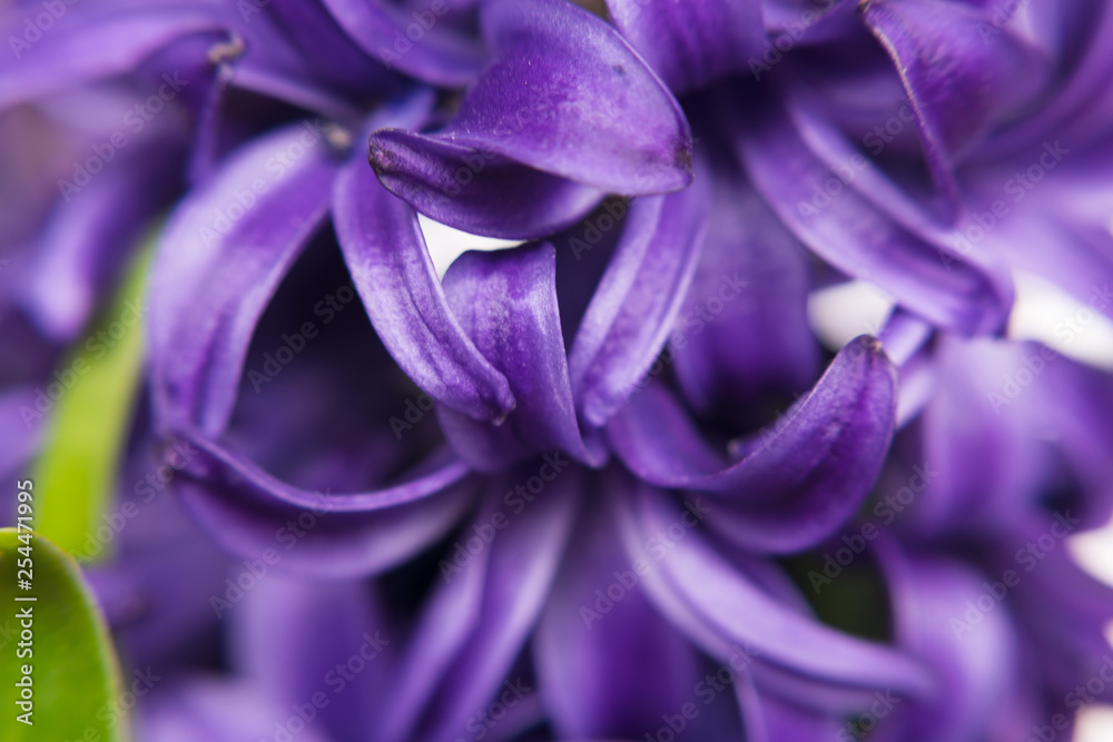 purple hyacinth flowers and buds close up