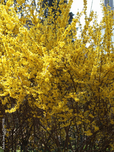 Forsythia ×intermedia - Le Forsythia hybride ou Forsythia de Paris au printemps aux rameaux garnis de fleurs jaunes or brillantes