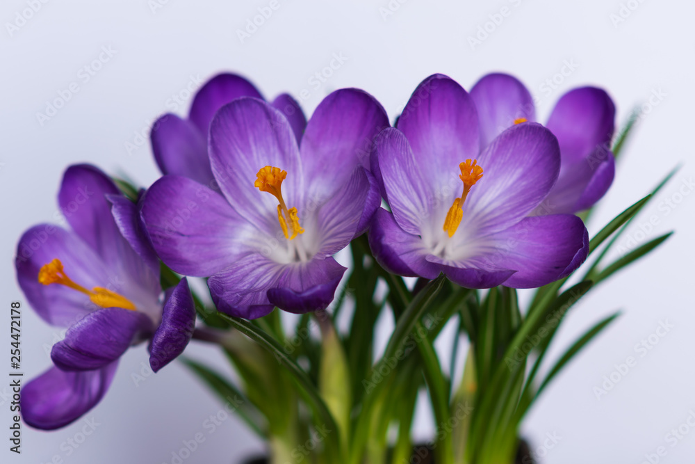 closeup of lilac crocuses on white background. spring mood. selective focus closeup of lilac crocuses on white background. spring mood. selective focus