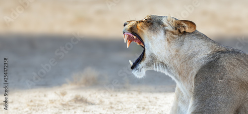 Lioness yawning and showing teeth while resting in the Kgalagadi Transfrontier Park. Panthera leo