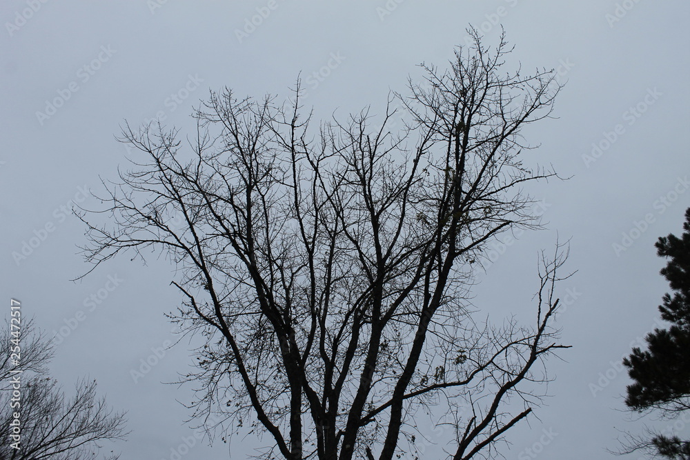 Obraz premium tree and sky