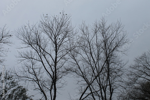 tree in winter