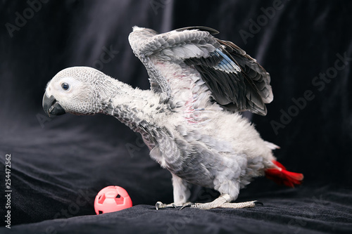 Manual chick Jaco at the age of three months posing and playing.