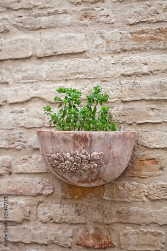 Flower pot with plant on antique brick wall.