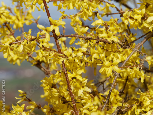 Forsythia ×intermedia - Le Forsythia hybride ou Forsythia de Paris au printemps aux rameaux garnis de fleurs jaunes or brillantes