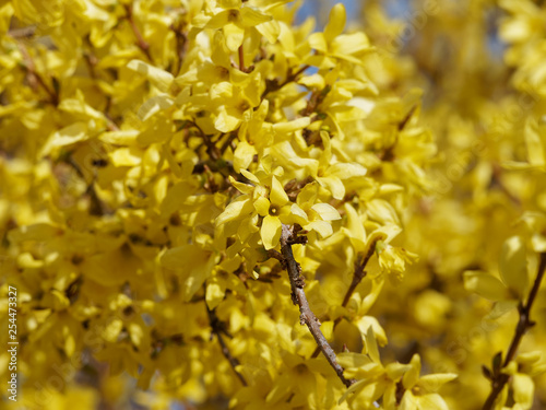 Forsythia ×intermedia - Le Forsythia hybride ou Forsythia de Paris au printemps aux rameaux garnis de fleurs jaunes or brillantes photo