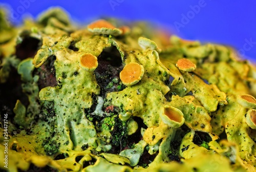 Photos Common orange lichen