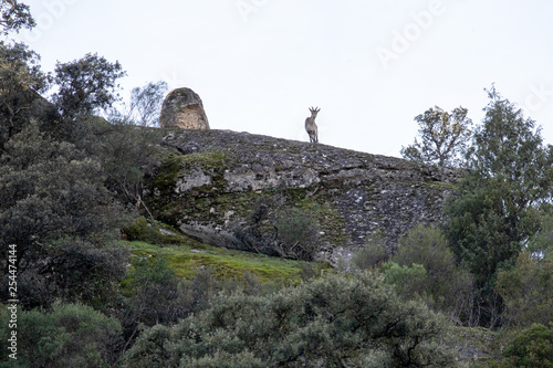 Eine freigestellte Geiss des Iberischen Steinbockes sieht von einem Felsen auf den Fotografen herunter photo