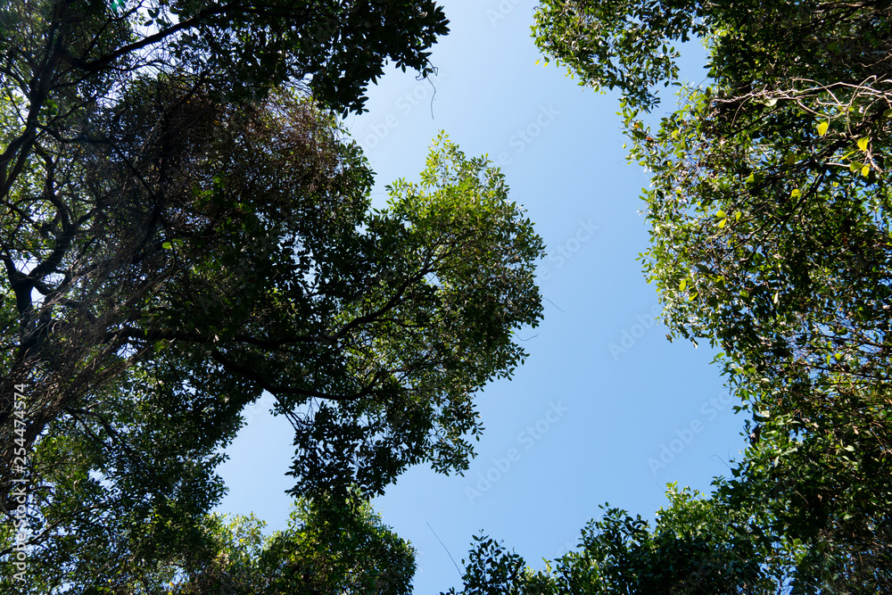 Looking from the bottom to the top of the tree to sky. Mangrove forest. Looking from the bottom to the top of the tree to sky. Mangrove forest.