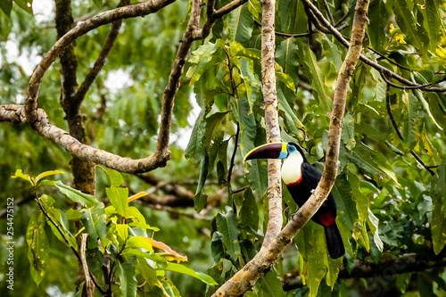 Toucan in Surinam photo