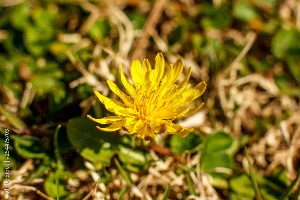 Yellow dandelion in the spring. Macro shooting, selective focus Yellow dandelion in the spring. Macro shooting, selective focus