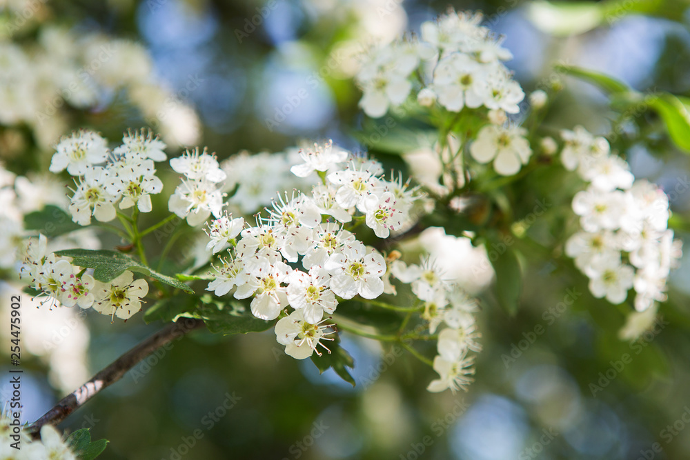 Flowering branches of hawthorn. The first spring greens, bokeh, spring sunny day.