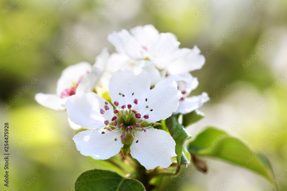 Obraz premium Flowers pears on a green background. Spring sunny day.