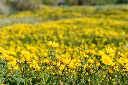 Yellow flowers in the meadow with green grass, daisies near the sea